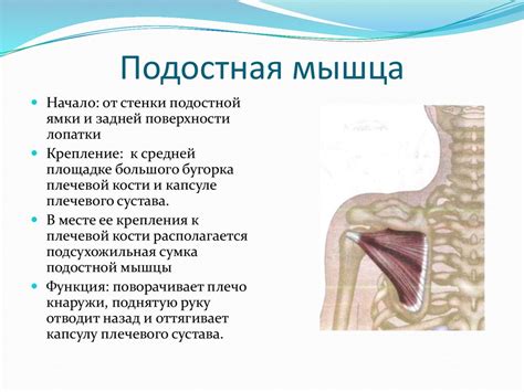 Кости пояса верхней конечности - online presentation