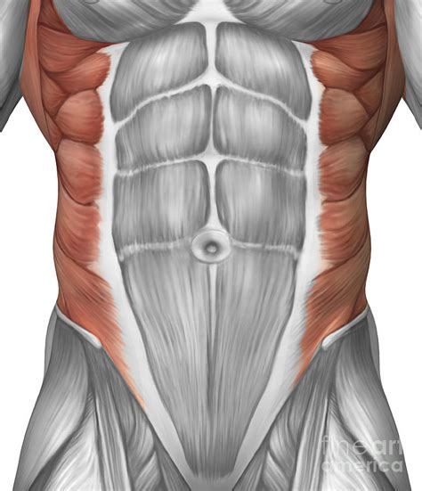 Male Muscle Anatomy Of The Abdominal Digital Art by Stocktrek Images ...