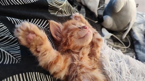 Abru_shaddix (u/abru_shaddixx) - Reddit