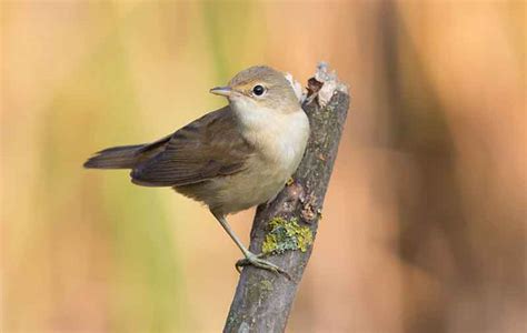 Reed Warbler | Bird Identification Guide | Bird Spot