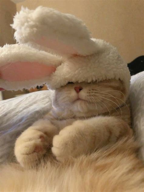 Пин на доске Акварель | Смешные кошки, Кошки и котята, Самые милые животные
