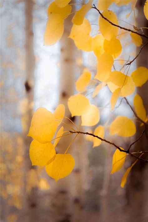 Colorado Fall Aspen Trees, Fall Aspen Trees, Fall Leaves, Soft Aspen ...