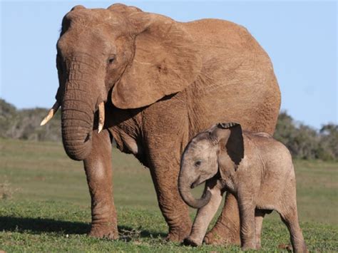 Qual É O Maior Mamífero Terrestre - Dia do Elefante: conheça o maior mamífero terrestre do mundo