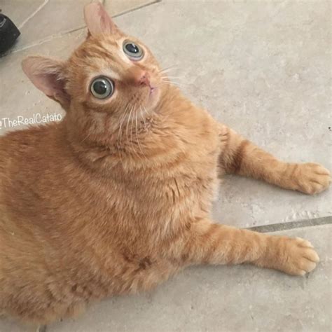 Potato cat has become the new star of the Internet, and all thanks to ...