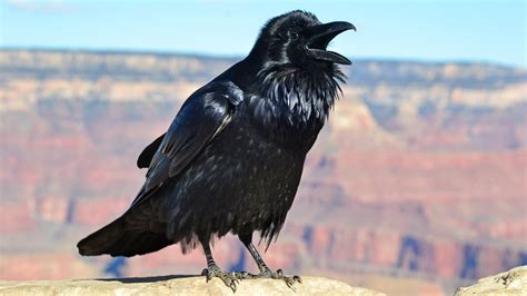Ravens - Grand Canyon National Park (U.S. National Park Service)