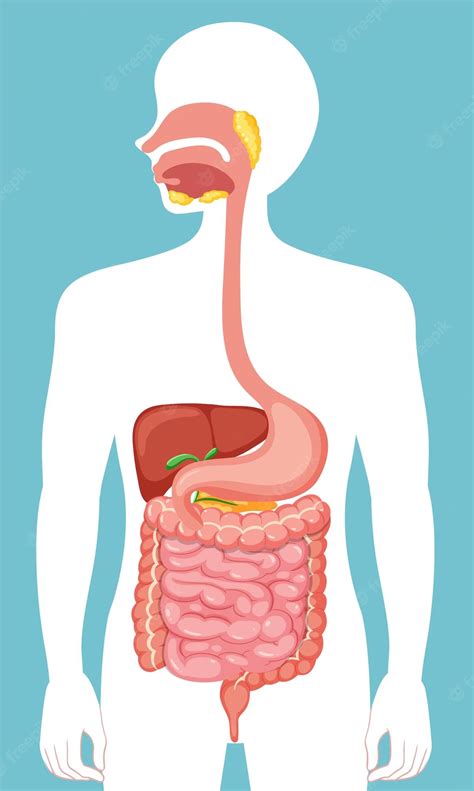 Digestivo Ou Digestorio - Aparato Digestivo Esquema _ Esquema del Sistema Digestivo – RTLNEL