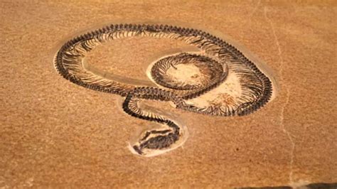 Meet Vasuki Indicus: World's largest snake found in India after decades