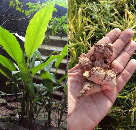 grow ginger  home  complete guide gardening tips