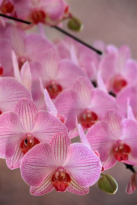Phalaenopsis aphrodite | Phalaenopsis, Front garden landscape, Planting ...