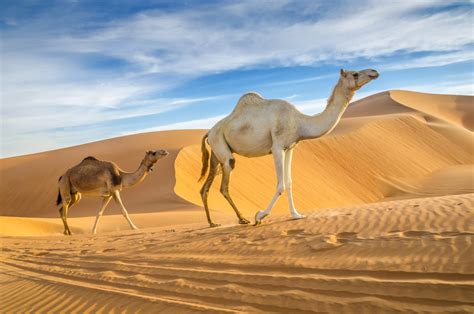 camels walking   desert tasawuf  journey