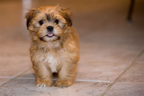Shichon Full Grown