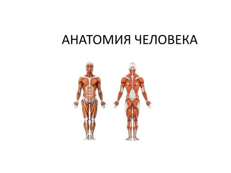 Анатомия человека - презентация онлайн