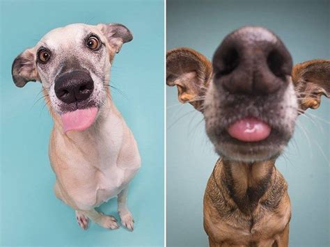 Funny Dog Portraits By Elke Vogelsang - 20 Pics – FunnyFoto - Page 7