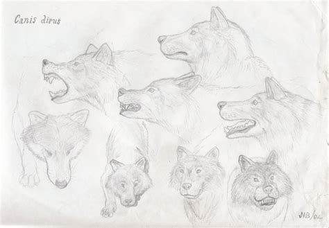 Dire Wolf Sketch at PaintingValley.com | Explore collection of Dire Wolf Sketch