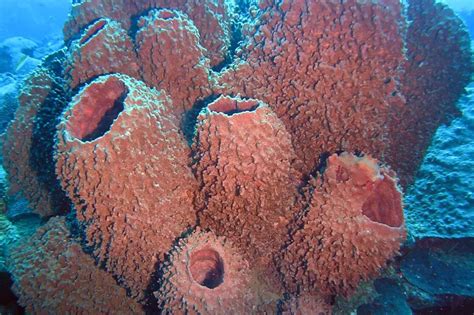 Barrel Sponge | Smithsonian Ocean