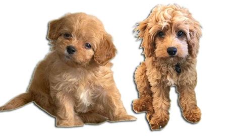 Cavachon Coat Colors – Complete Guide - Cavachon Breed