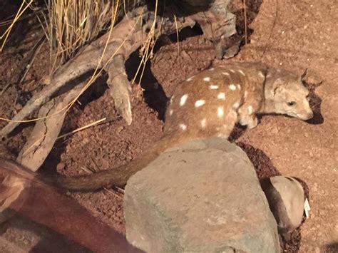 chuditch western australian museum
