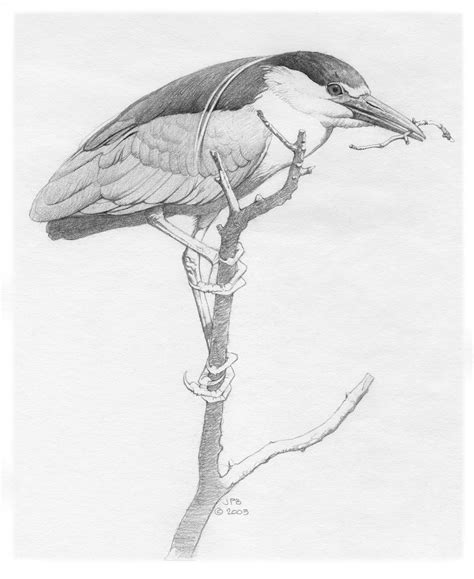 Black-crowned Night-Heron | Sponsor-a-Species Campaign