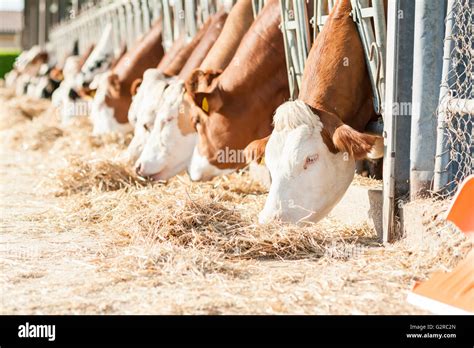 Cow eating hay on feeding trough Stock Photo - Alamy