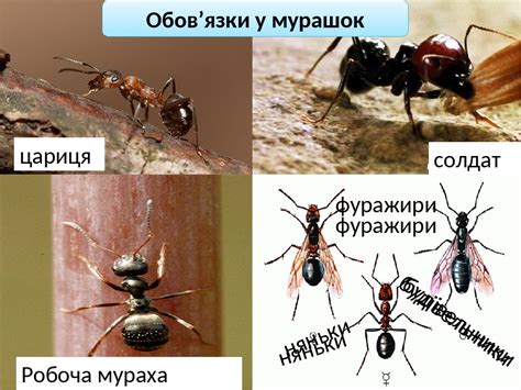 Презентація "Як живуть мурахи?"