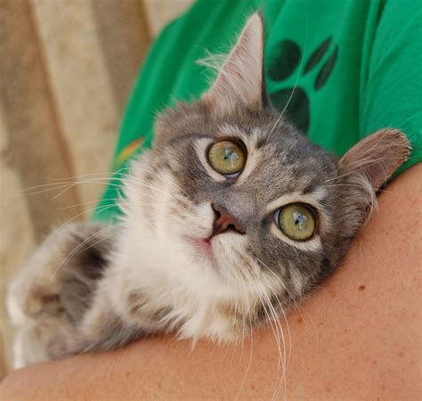 60 rescued kittens for adoption today!