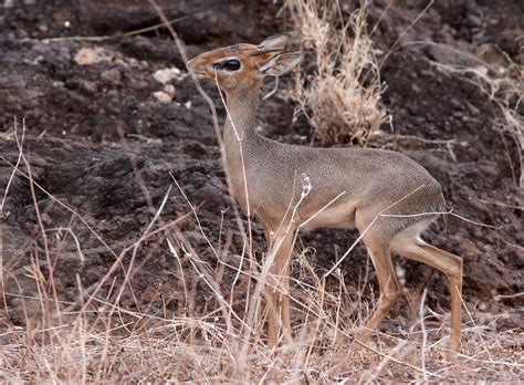 Genus Madoqua Dik Diks — Coke Smith Wildlife