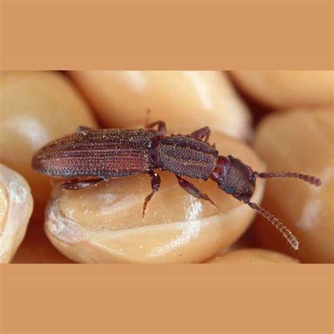 Sawtoothed Grain Beetle – Terminex Pest Control