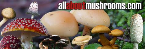 all about mushrooms - information about mushrooms - types of mushrooms