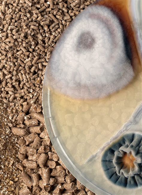 Molecular approaches for the early detection of mycotoxigenic fungi in