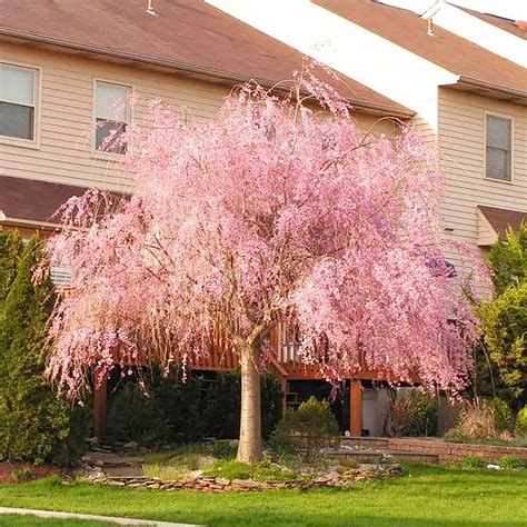 Dwarf Weeping Cherry Tree