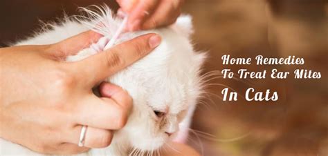 how to treat ear mites in cats at home reddit