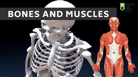bones  muscles skeletal system muscular system human skeleton