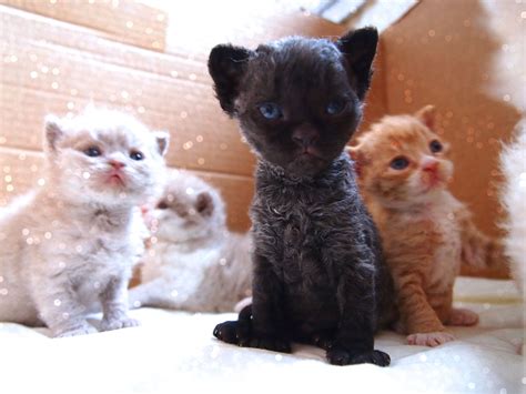 Curly Lamblike Selkirk Rex Kittens | Selkirk rex kittens, Cute cats
