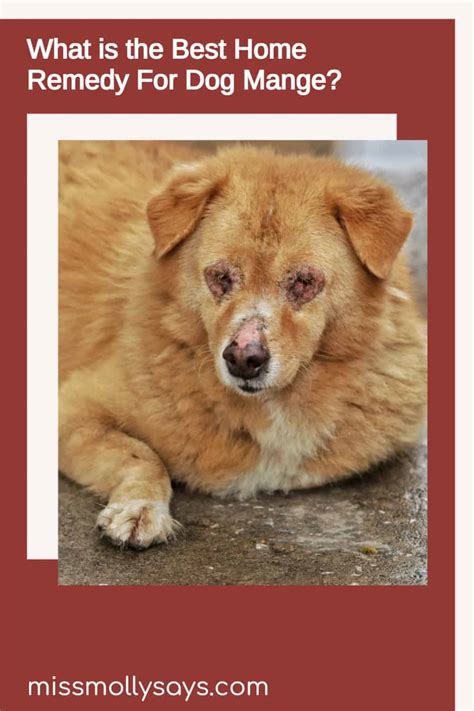 What is the Best Home Remedy For Dog Mange? - Miss Molly Says
