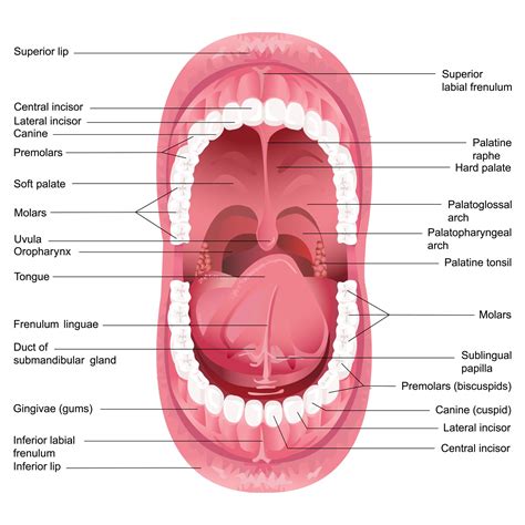 Labeled Diagram Of The Mouth