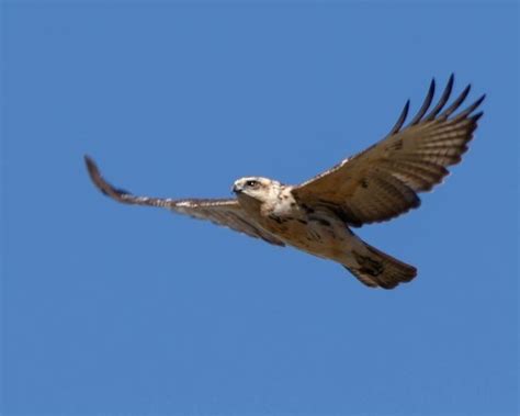 Hawaiian Hawk – birdfinding.info