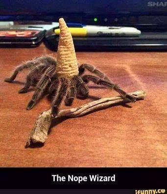 Cobalt blue tarantula care facts experience level family scientific ...