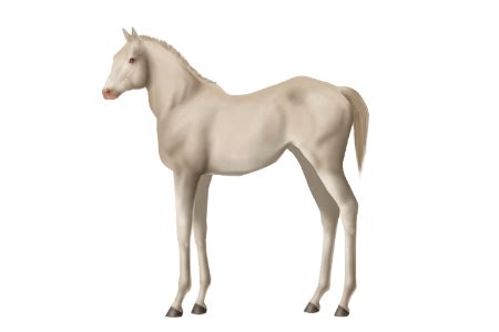 Shadowfax • Horse World Online