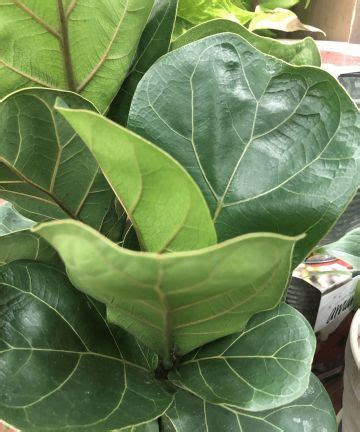 Fiddle leaf fig pruning: expert tips on how and why to do it | Homes ...