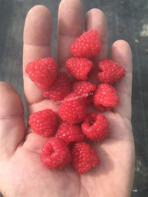 Малина Делнива (Delniva)