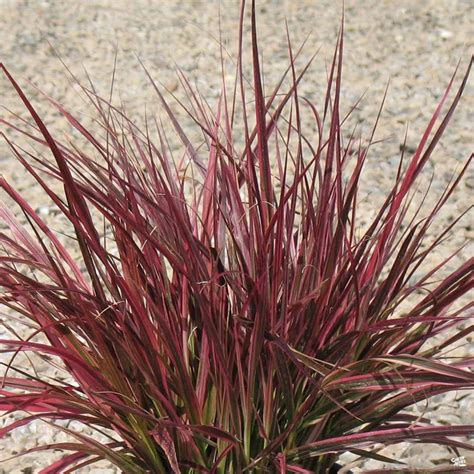 Ornamental Grasses Landscaping Zone 6