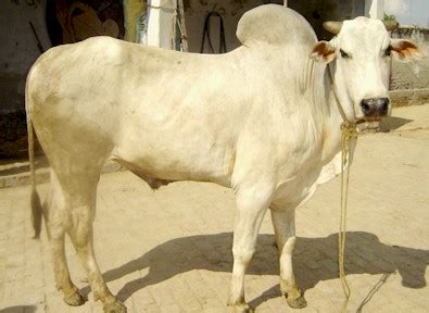 hariana cattle alchetron   social encyclopedia