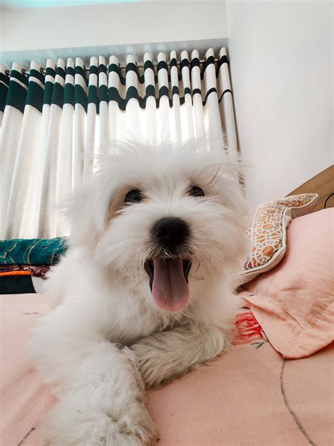 👅 to you who doesn't follow me.... - Snoopy The Puppy