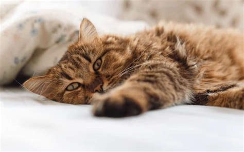 how much pyrantel pamoate 50mg ml to give a cat