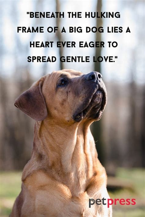inspiring big dog quotes  teach   life