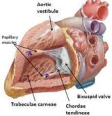 Vestibule - Definition and Examples - Biology Online Dictionary