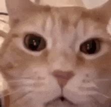 laughing cat gif laughing cat discover share gifs