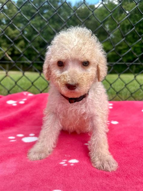 Meet An Adoptable Dog – Carolina Poodle Rescue