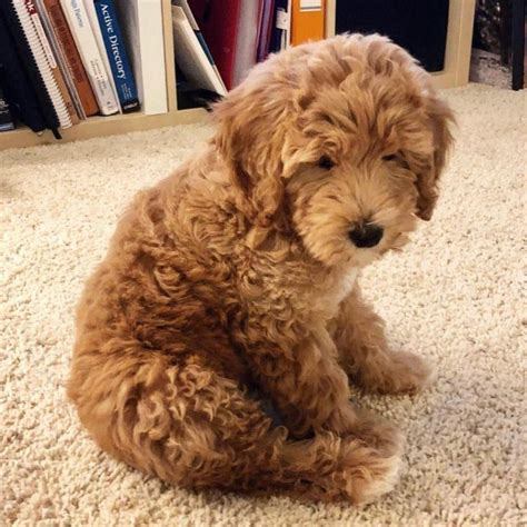 Labradoodle (Labrador Retriever & Poodle Mix): Info, Pictures, Facts, Traits | Hepper ...