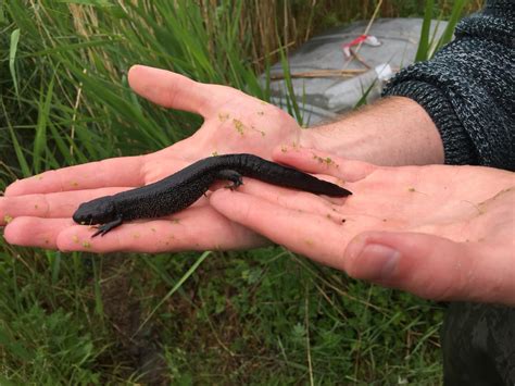 Hefty great crested newt found in East Anglia, UK : r/herpetology
